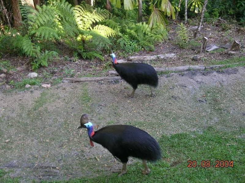 52 Waterfall Place, Innisfail QLD 4860