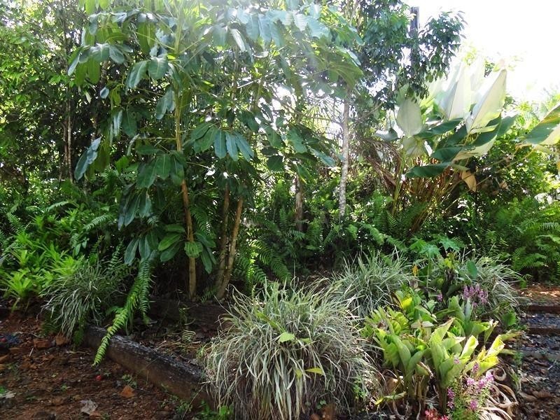 257 Utchee Creek Road Utchee Creek, QLD, 4871, Mena Creek QLD 4871