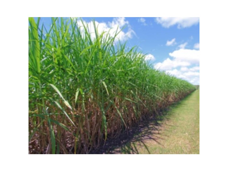 NEWMAN Road, Innisfail QLD 4860