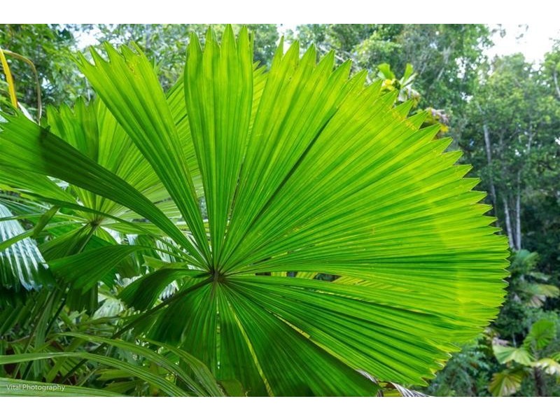 lot 63 Greendale Court Jubillee Heights, Innisfail QLD 4860