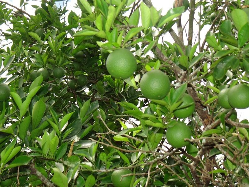 3 FREEMAN Street, Innisfail Estate QLD 4860