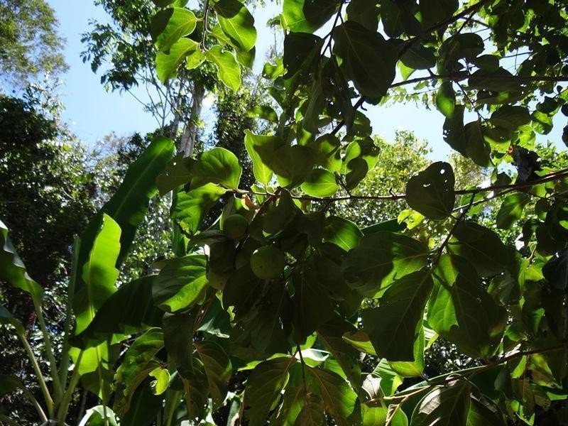 3 Mena Creek Road Creek, QLD Road, Mena Creek QLD 4871