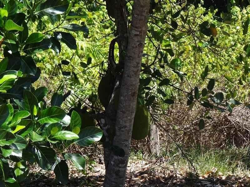 3 Mena Creek Road Creek, QLD Road, Mena Creek QLD 4871