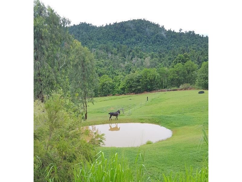 329 Number Four Branch Road, South Johnstone QLD 4859