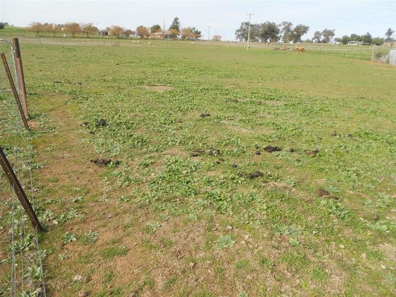 Lot 5, 5 Corner Floods Lane & Wicks Street, Canowindra NSW 2804
