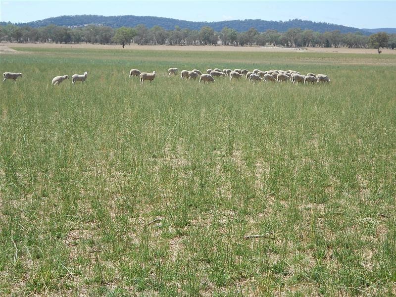 5111 Olympic Highway, Wattamondara NSW 2794