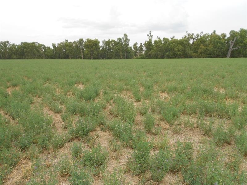 160-162 Cultowa Lane, Billimari NSW 2804