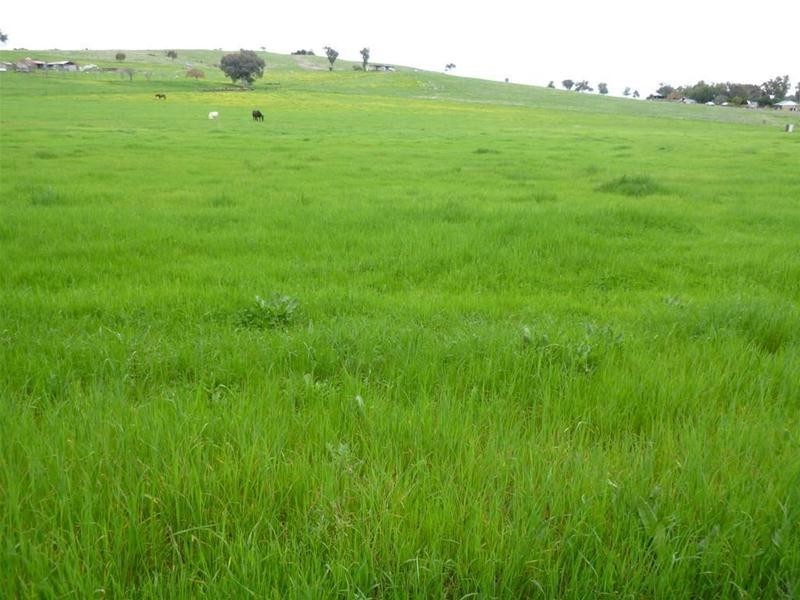 30 Floods Lane, Canowindra NSW 2804