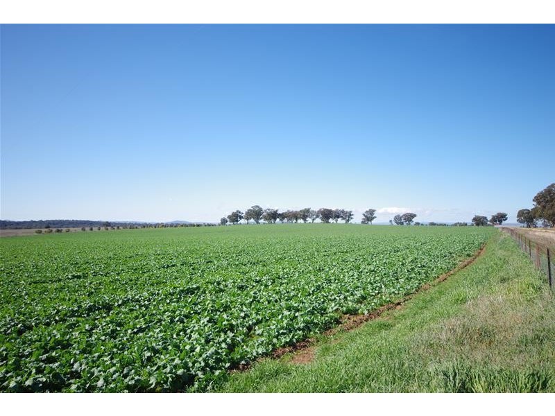Sheep Station Road, Cowra NSW 2794