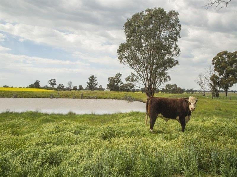 61 Middle Creek Road, Cowra NSW 2794