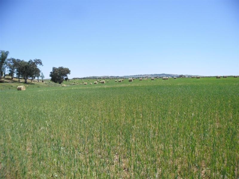 53 Badgery Road, Cowra NSW 2794