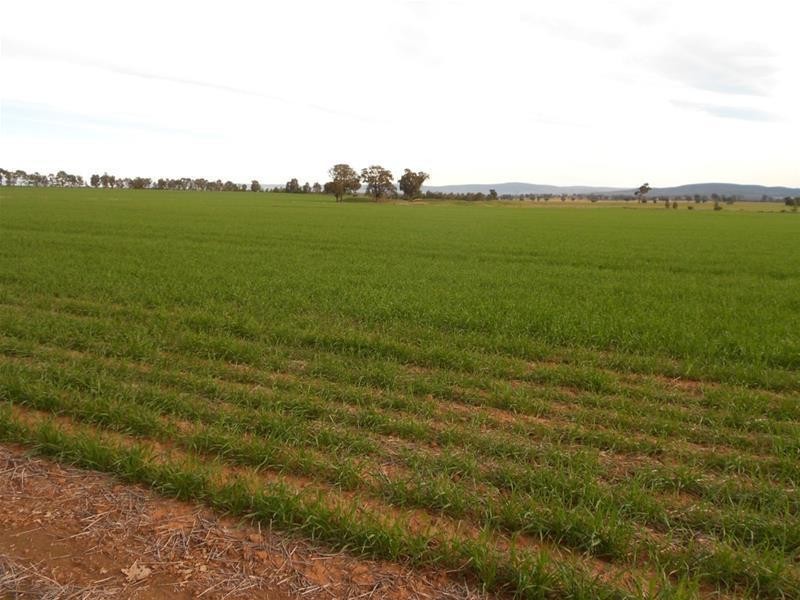 815 Glen Logan Siding Road, Cowra NSW 2794