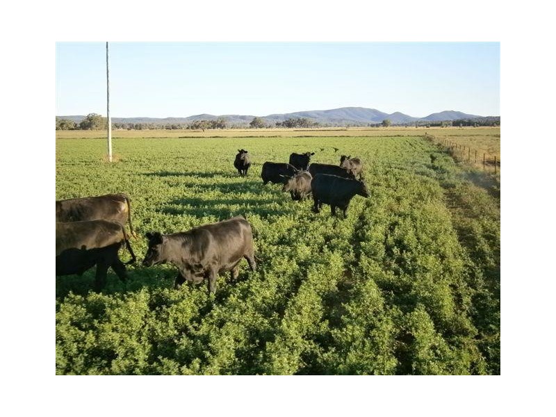 238 Kangarooby Road, Gooloogong NSW 2805