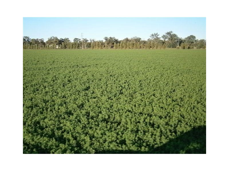 238 Kangarooby Road, Gooloogong NSW 2805