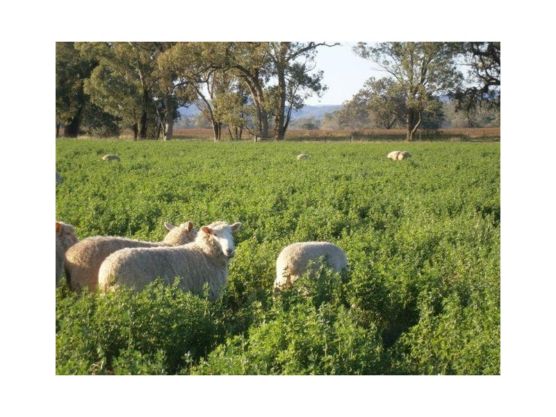 238 Kangarooby Road, Gooloogong NSW 2805