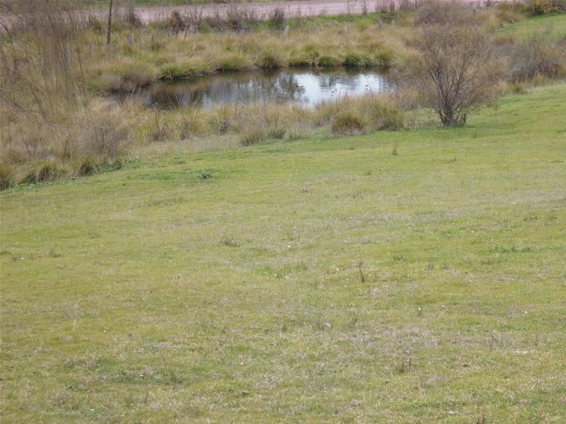 1687 Kangarooby Road, Gooloogong NSW 2805