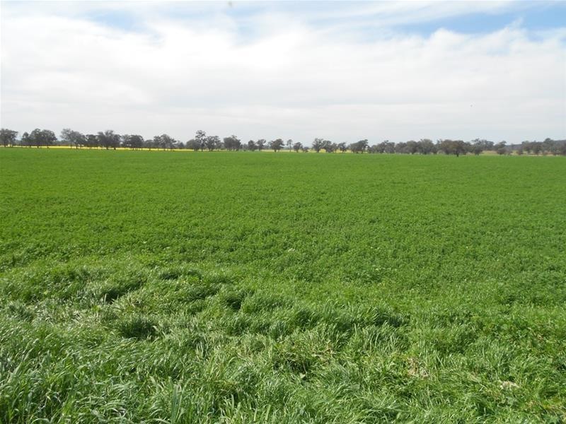 Waterview Road, Gooloogong NSW 2805