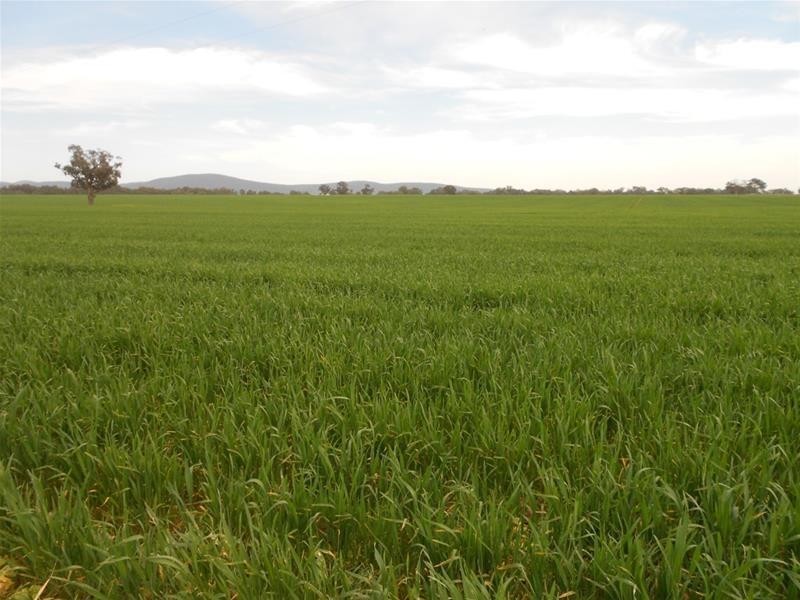 Waterview Road, Gooloogong NSW 2805