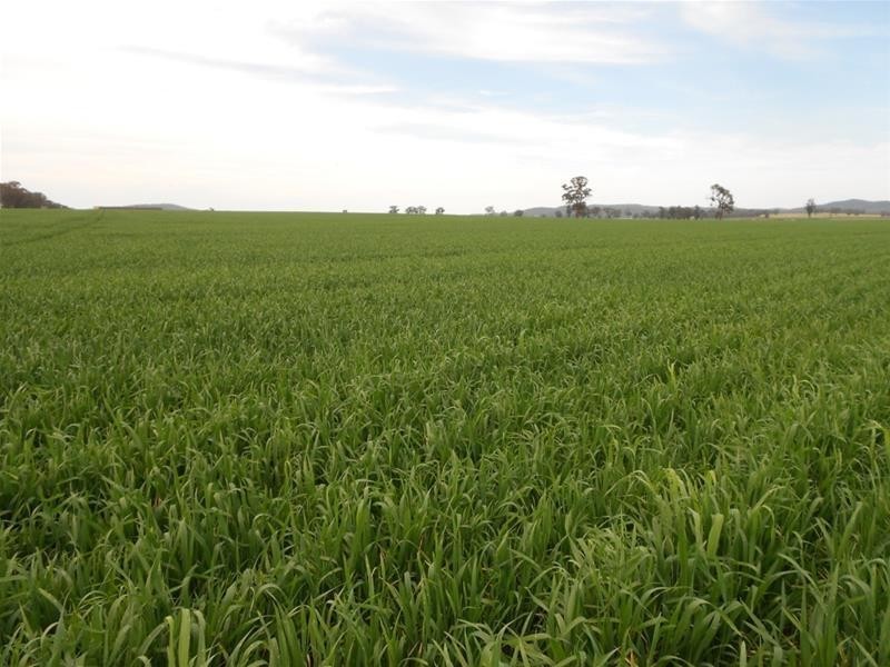 Waterview Road, Gooloogong NSW 2805