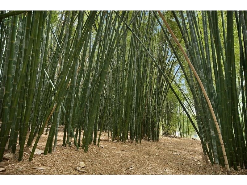 1183 Jiggi Road, Jiggi NSW 2480