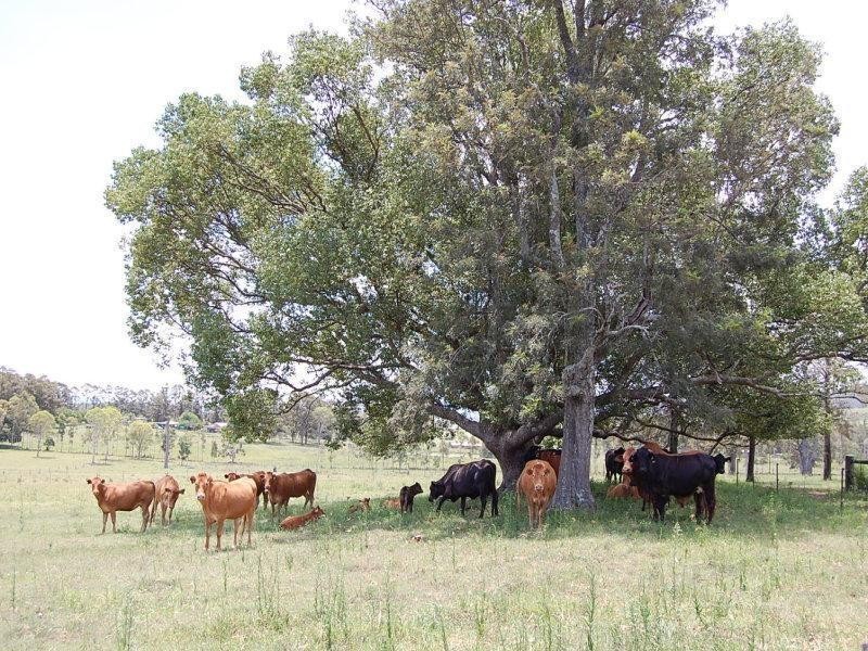 595 Reynolds Road, Backmede NSW 2470