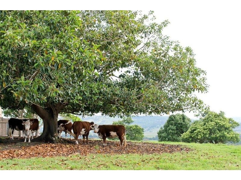 1A Vulcan Street, South Gundurimba NSW 2480