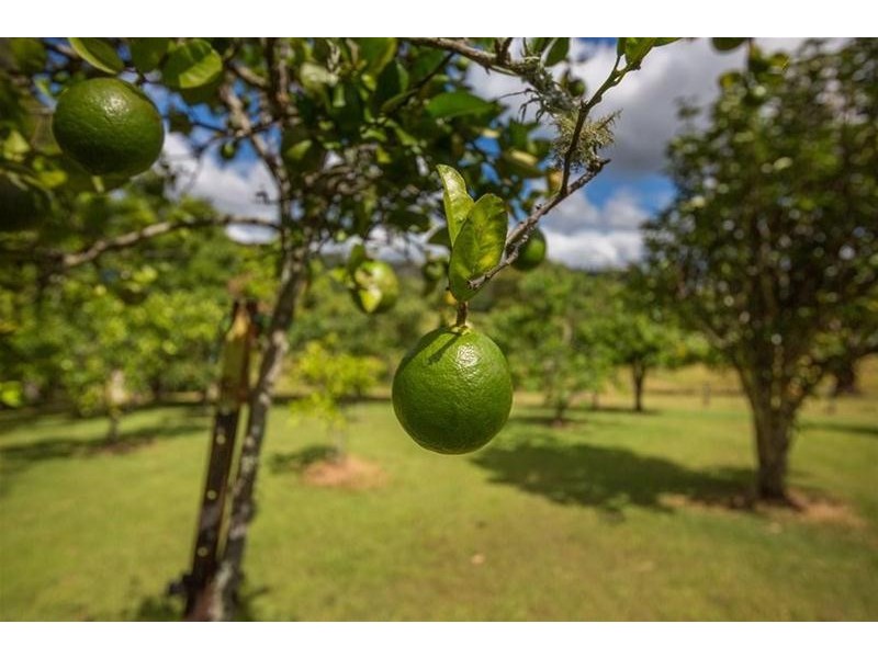 585  Mountain Top Road, Mountain Top NSW 2480