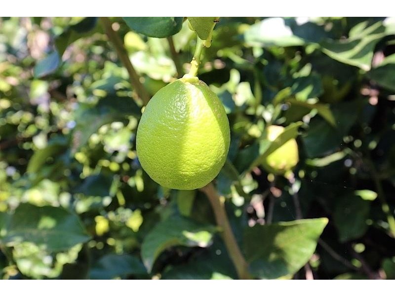 300 Greenwell Point Road, Worrigee NSW 2540