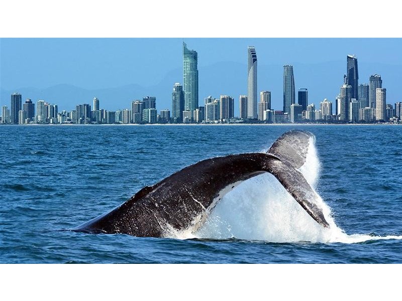 16/414 Marine Parade, Biggera Waters QLD 4216