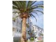 69 Peninsula Dr, Breakfast Point NSW 2137