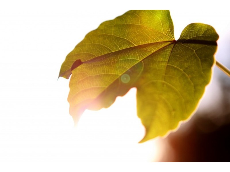 807/18 Woodlands Avenue, Breakfast Point NSW 2137