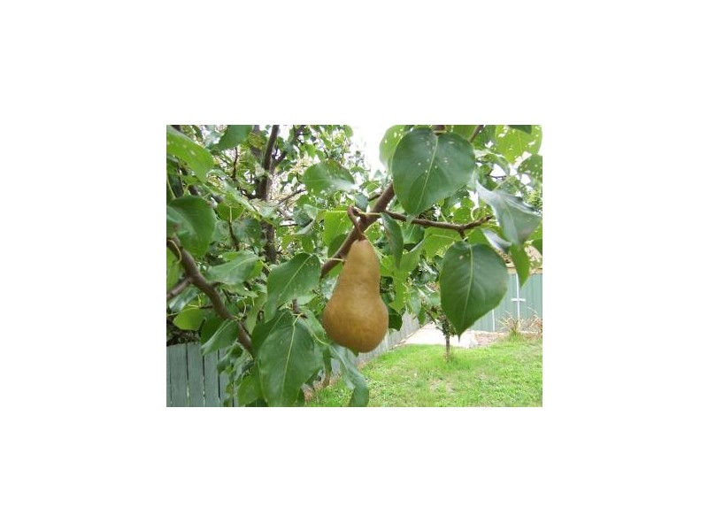 1 Rola Place, Burnie TAS 7320