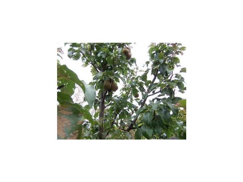 1 Rola Place, Burnie TAS 7320
