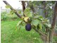 1 Rola Place, Burnie TAS 7320