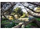5 West Ridge Road, Penguin TAS 7316