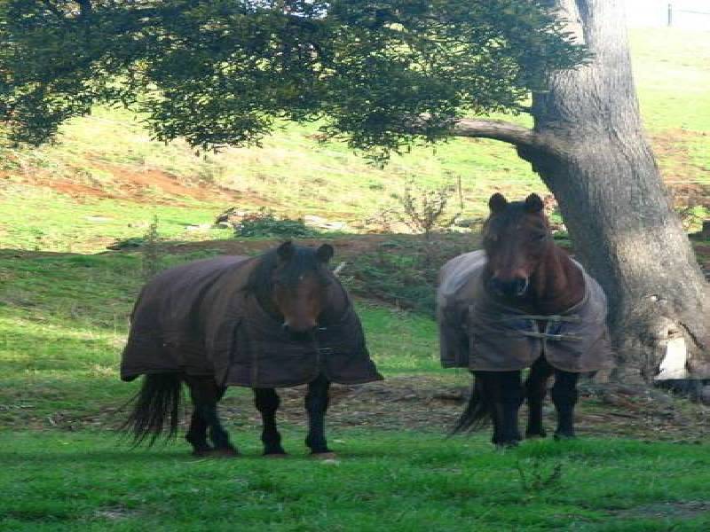 225 Lowries Road, Oldina TAS 7325