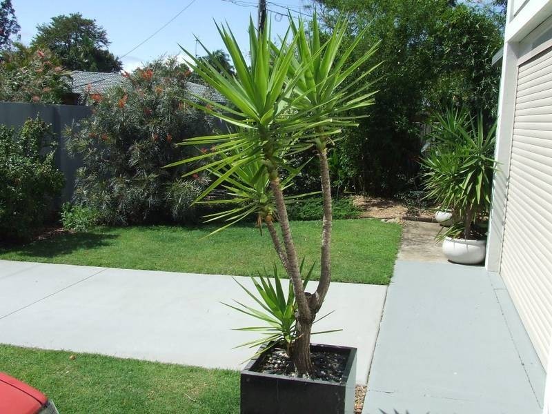 4 Denawen Street, Palm Beach QLD 4221