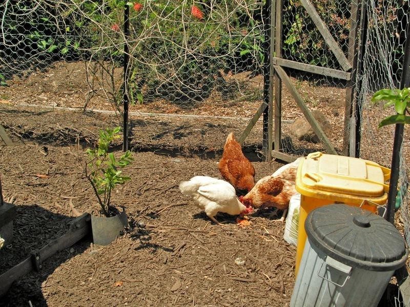 21 Village Way, Currumbin Valley QLD 4223