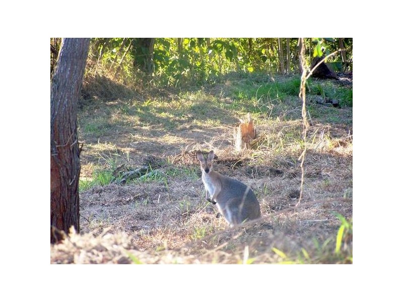 Tallebudgera QLD 4228