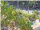 Burleigh Heads QLD 4220