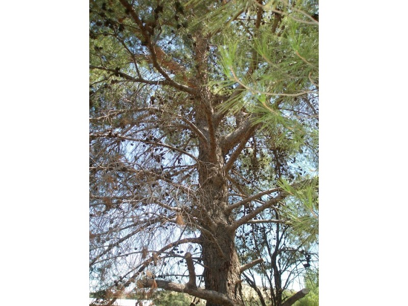 10 Hatton Street, Northam WA 6401