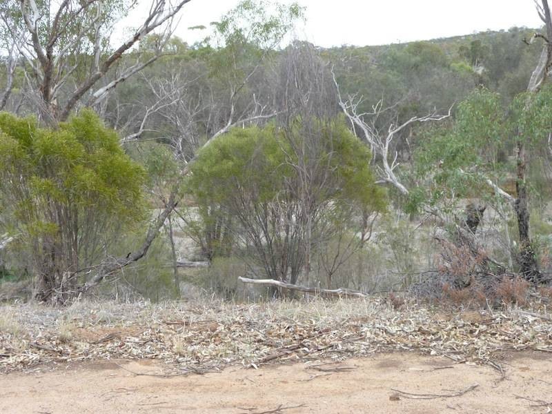 31 Tankard Street, Northam WA 6401