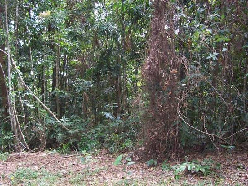 Cape Tribulation QLD 4873