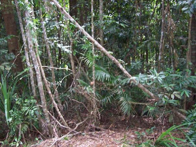 Cape Tribulation QLD 4873