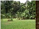 Cow Bay QLD 4873