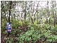 Forest Creek QLD 4873
