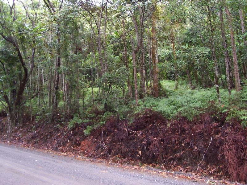 Forest Creek QLD 4873