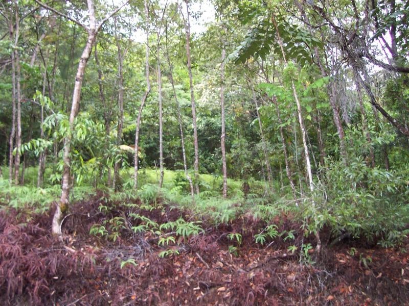Forest Creek QLD 4873