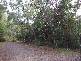 Forest Creek QLD 4873