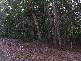 Forest Creek QLD 4873
